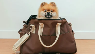 Putovanje sa ljubimcima jeftinije za 100 evra: Srbija ispunila stroge uslove Evropske komisije