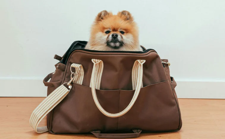 Putovanje sa ljubimcima jeftinije za 100 evra: Srbija ispunila stroge uslove Evropske komisije