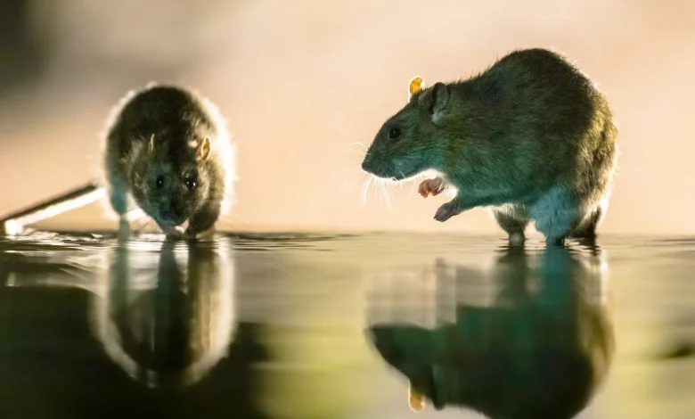 Rat hepatitis E virus may be a hidden cause of hepatitis in humans