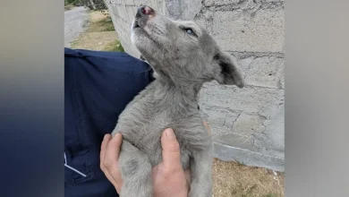 Rescuers Are Stunned When 'Gray' Stray Puppy Gets His First Bath