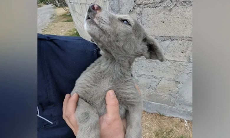Rescuers Are Stunned When 'Gray' Stray Puppy Gets His First Bath
