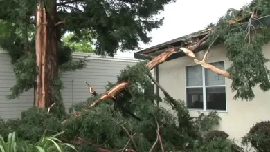 Santa Rosa tree explodes after lightning strike
