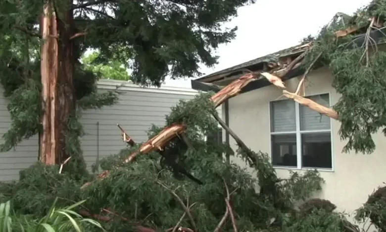 Santa Rosa tree explodes after lightning strike