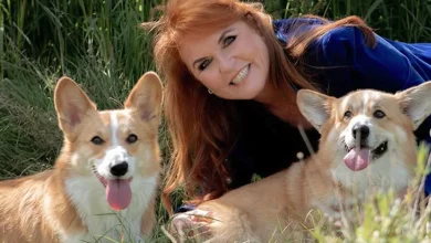 Sarah Ferguson 'Corgi Cloning' Rumours Explained: The 'Crass' Reality Show Pitch That Appalled Royals