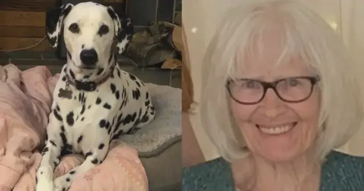Search underway for Alberta woman, 82, lost in Saskatchewan with her dog