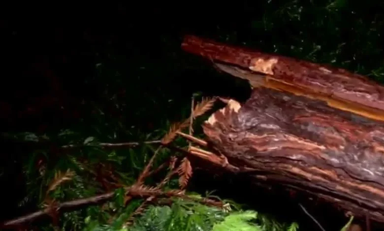 Severe weather causes widespread tree damage in Sacramento region
