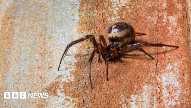 Spider bite hospital admissions on the rise in England