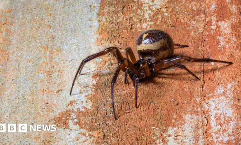 Spider bite hospital admissions on the rise in England