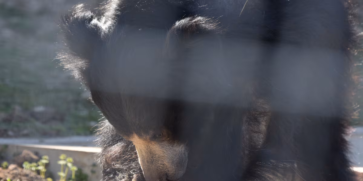 Sunset Zoo welcomes new fluffy face from San Diego Zoo
