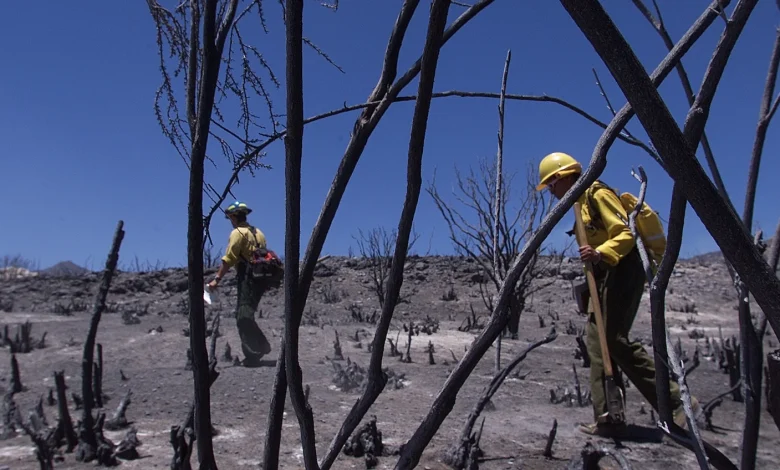 The Trump Administration Is Killing The U.S. Forest Service So It Can Also Kill U.S. Forests