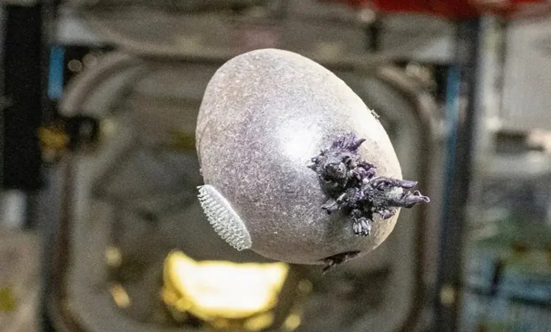 This Purple ‘Alien’ on the ISS is Actually the Future of Mars Missions