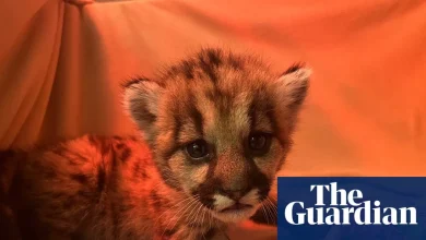 Three-week-old mountain lion cub rescued by California biologists | California