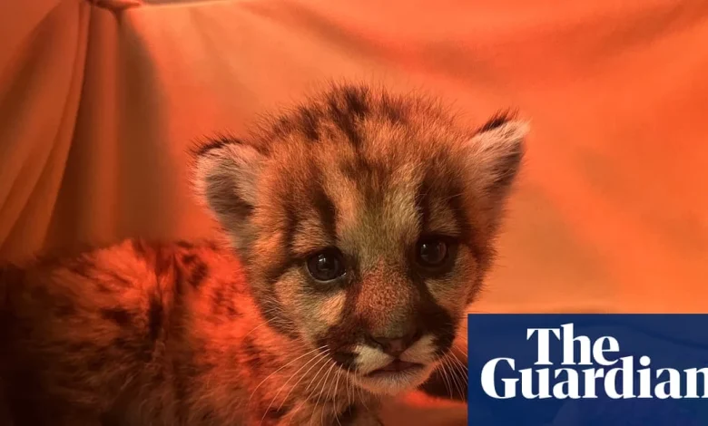 Three-week-old mountain lion cub rescued by California biologists | California