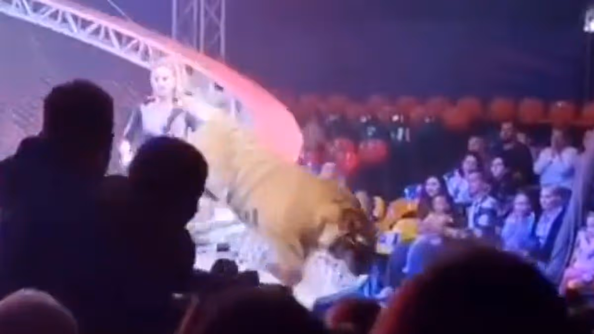 Tiger jumps into circus crowd after net falls in big top horror as 'children screaming'