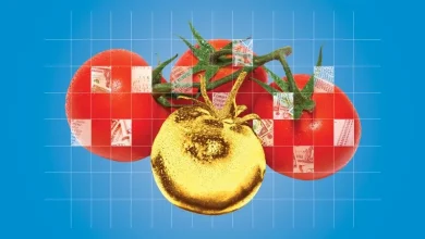 Tomatoes are having a moment. You might not like the reason