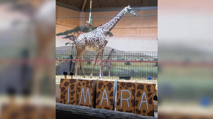 Toronto Zoo reveals name of Masai giraffe calf