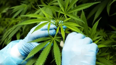 Trump administration moves to ease restrictions on medical marijuana