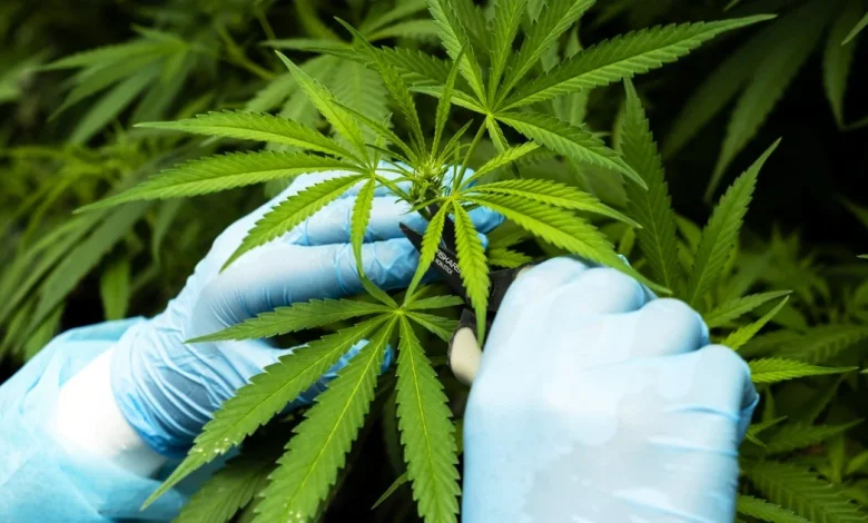 Trump administration moves to ease restrictions on medical marijuana