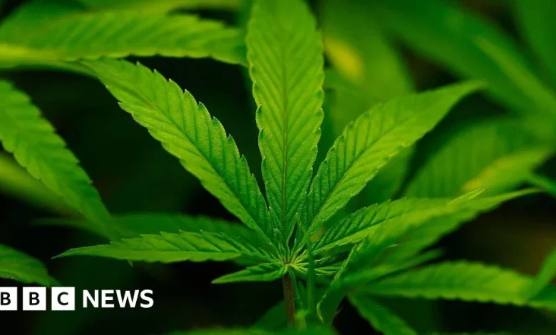 Trump administration reclassifies cannabis as less dangerous