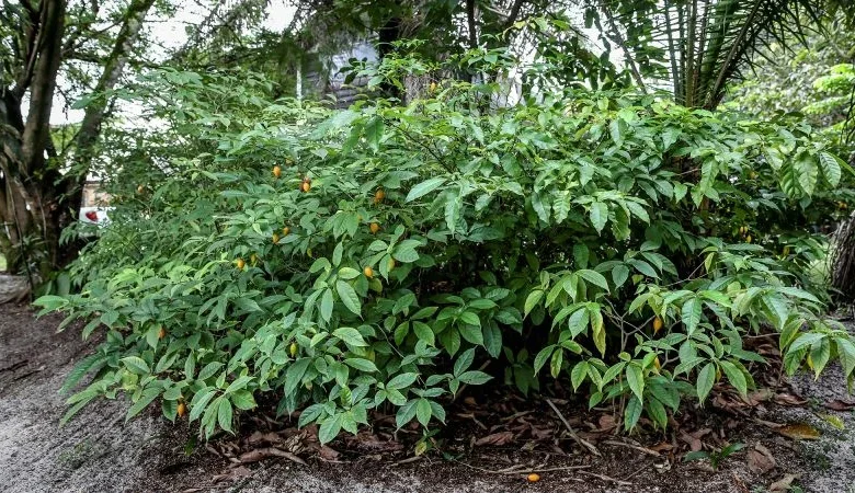 Trump expected to sign executive order urging more research into psychedelic ibogaine