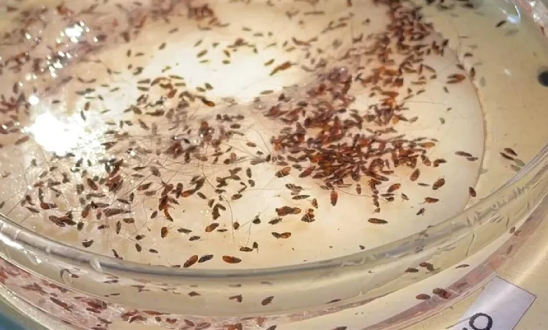 Typhus from fleas hits record level in L.A.: Where the hot spots are and how to protect yourself