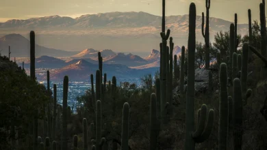 U of A research finds improved weather forecasts could reduce heat deaths as climate warms