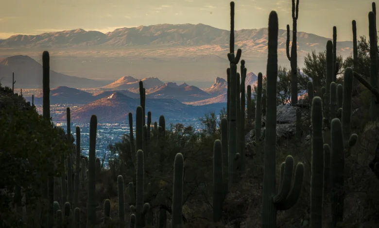 U of A research finds improved weather forecasts could reduce heat deaths as climate warms