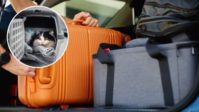 Ukida se Titar test: Srbija na listi EU, putovanja sa kućnim ljubimcima u inostranstvo biće jednostavnija