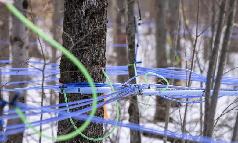 Une grève au goût amer dans l’industrie du sirop d’érable