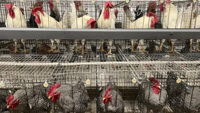 University of Saskatchewan hatches plans for new egg-laying facility