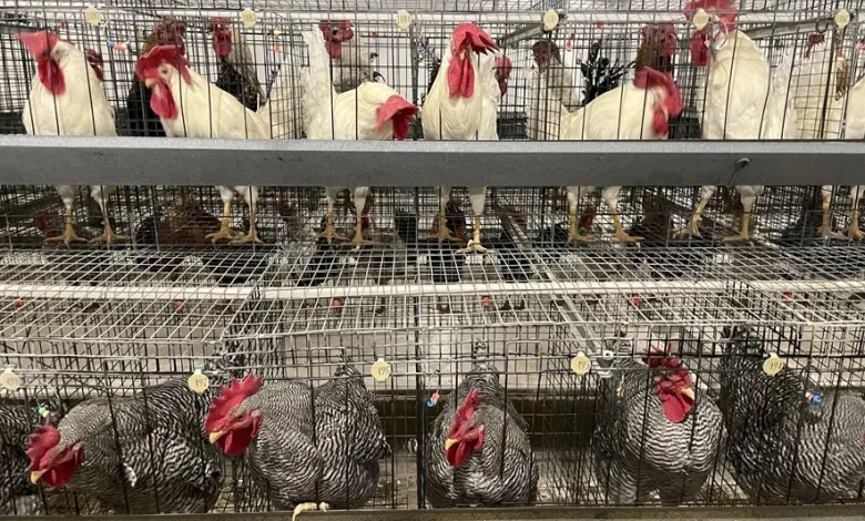 University of Saskatchewan hatches plans for new egg-laying facility