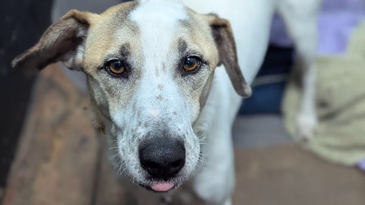 'Unwanted' rescue dog spends entire life waiting for home but is returned in just 12 days