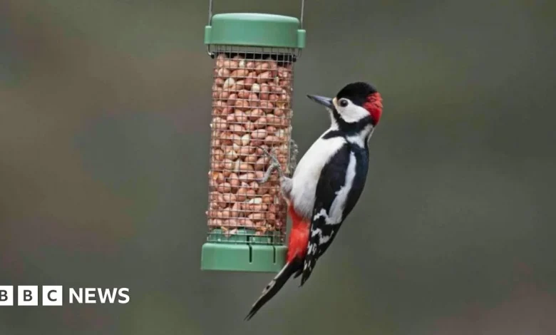 Want to help garden birds? Don't feed them in warmer months, says RSPB