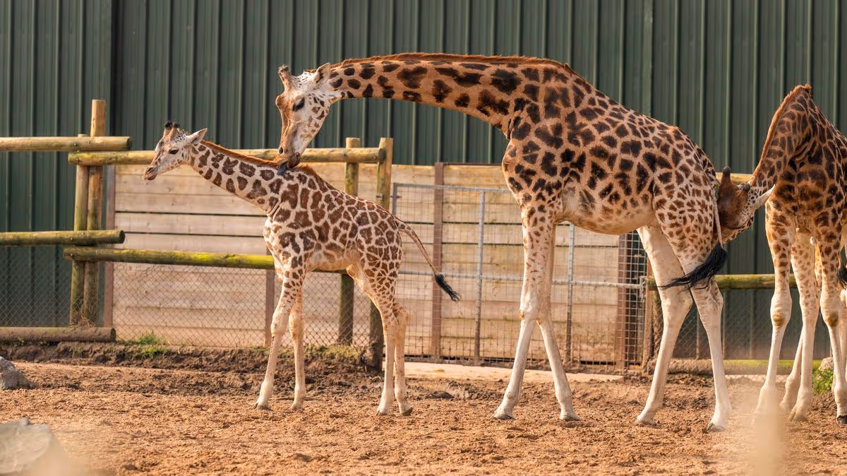 Watch adorable baby giraffes take first steps outside - one gets the 'zoomies'