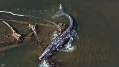Whale found dead after second sighting in a week on Willapa River, researchers say