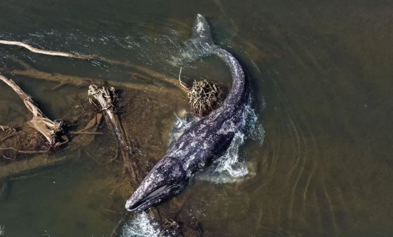 Whale found dead after second sighting in a week on Willapa River, researchers say
