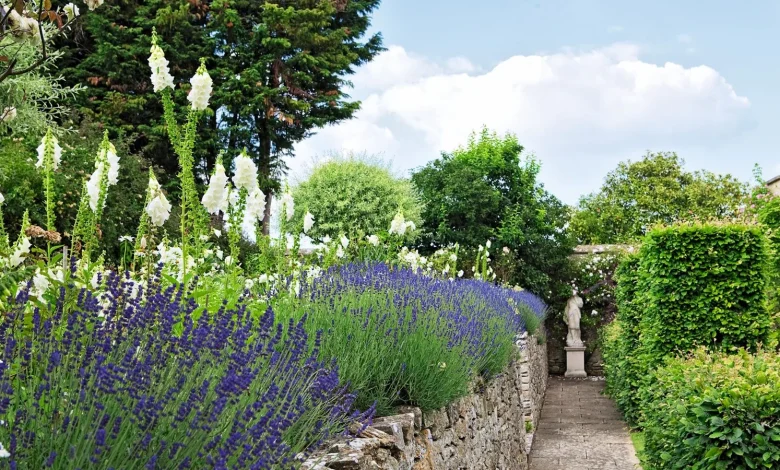 What to Do with Lavender in April for Better Summer Blooms