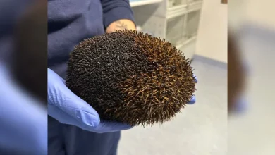 Woman Discovers A Burnt Lump Moving In Bonfire And Rushes To Get Help