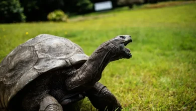 World's oldest known land animal, Jonathan the tortoise, dies at age 193
