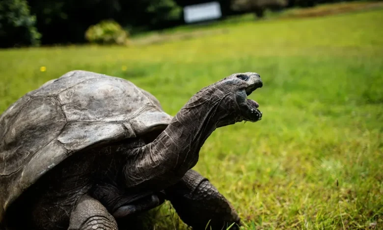 World's oldest known land animal, Jonathan the tortoise, dies at age 193