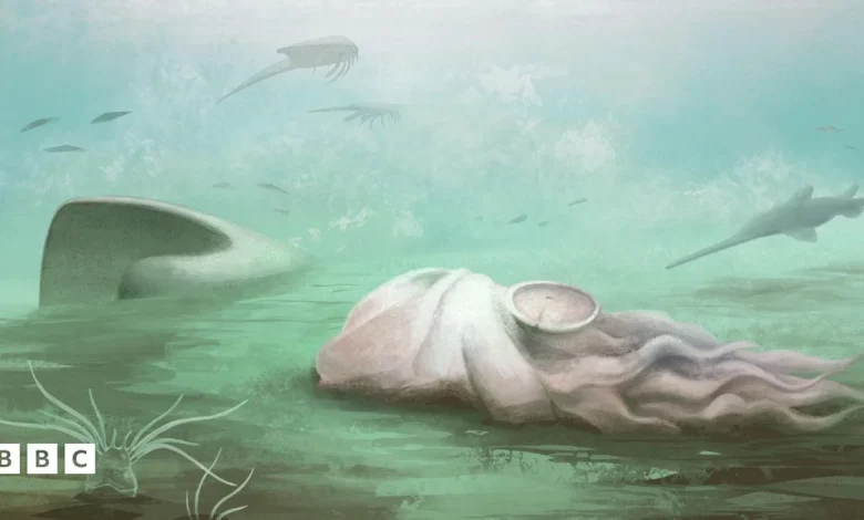 World's oldest octopus is not an octopus, scientists find