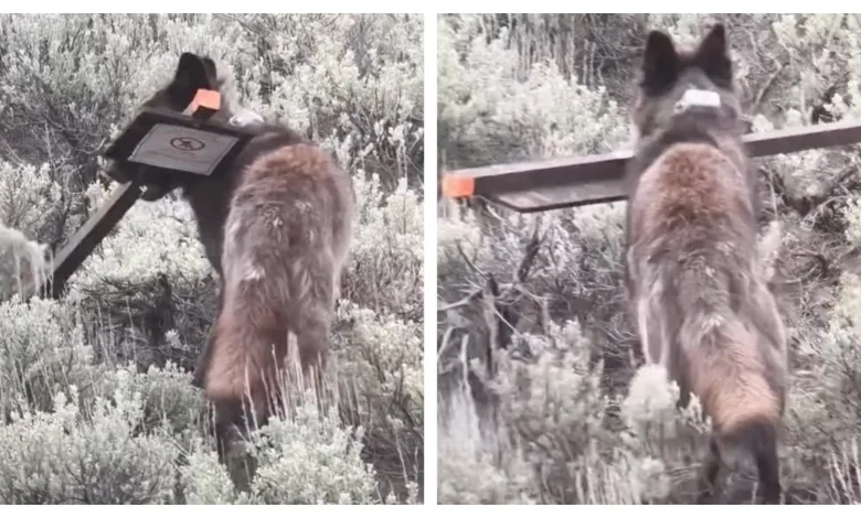 Yellowstone Wolf Steals Sign Warning Tourists About Hungry Grizzly Bears