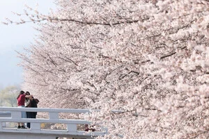 남부는 '벚꽃엔딩', 중부는 아직 2절 남았다…주말 남부 많은 비