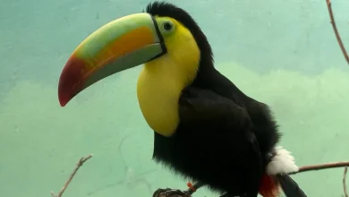 14 toucans found inside a car dashboard complete rehab
