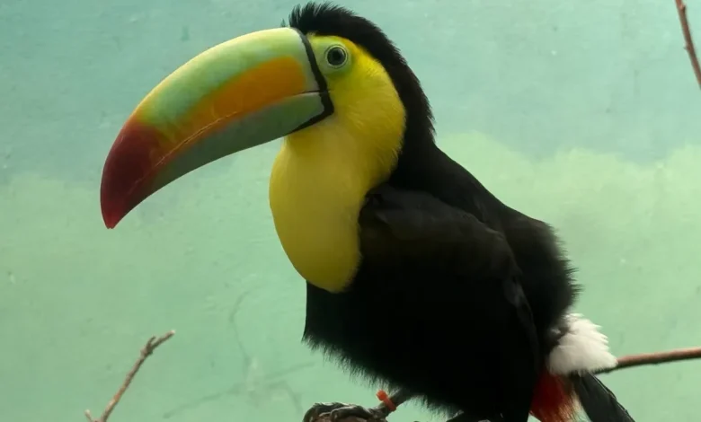 14 toucans found inside a car dashboard complete rehab