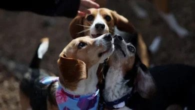 1,500 beagles will find new homes after release from research facility