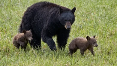 2 hikers injured in bear attack at Yellowstone National Park