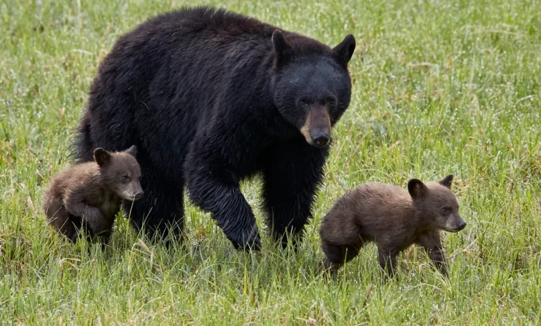 2 hikers injured in bear attack at Yellowstone National Park