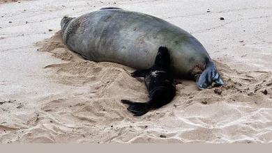 5/6/26 – UPDATE ON INVESTIGATION INTO ROCK THROWN AT MONK SEAL AND BREACHES OF SEAL RESTING AREAS