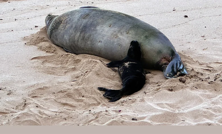 5/6/26 – UPDATE ON INVESTIGATION INTO ROCK THROWN AT MONK SEAL AND BREACHES OF SEAL RESTING AREAS